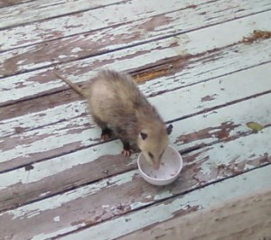 Eating Opossum