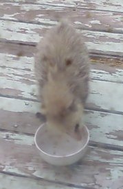 Hungry Opossum