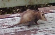 Opossum